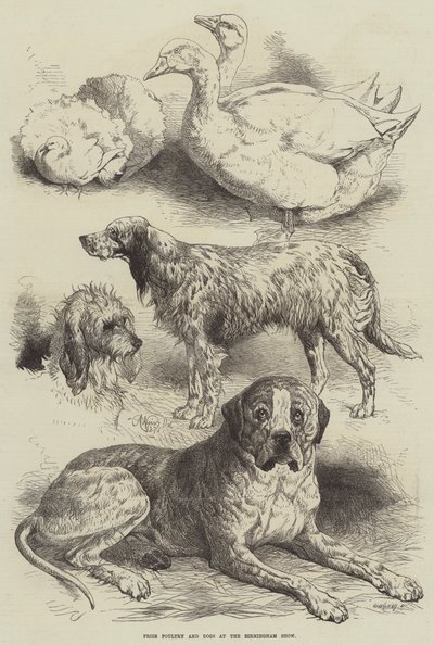 Prijsgevogelte en Honden op de Birmingham Show door Harrison William Weir